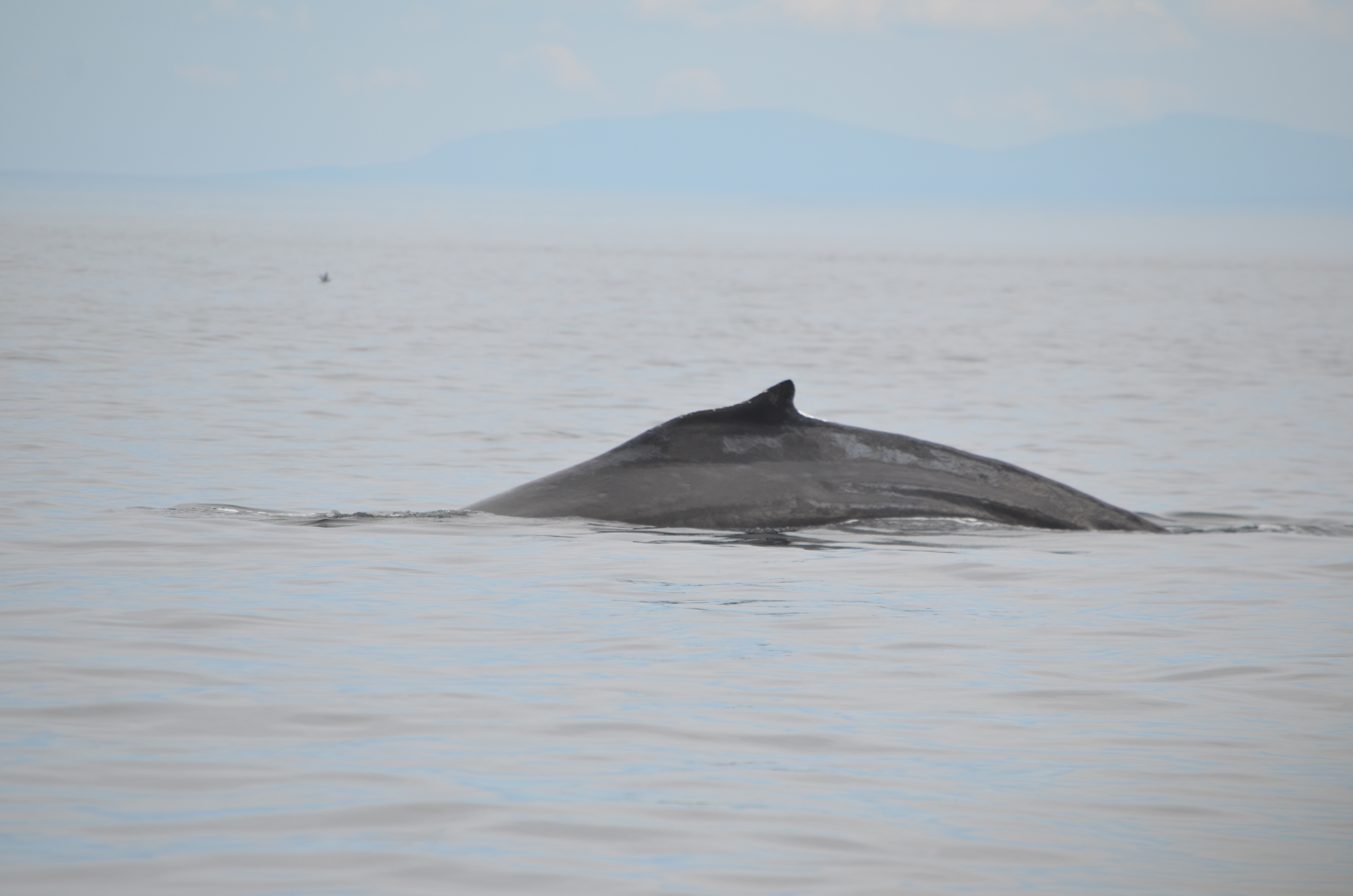 photos/wildlife/Mammal_Species/Humpback Whale/DSC_0168.JPG